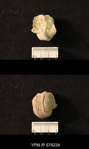 Productus costatus