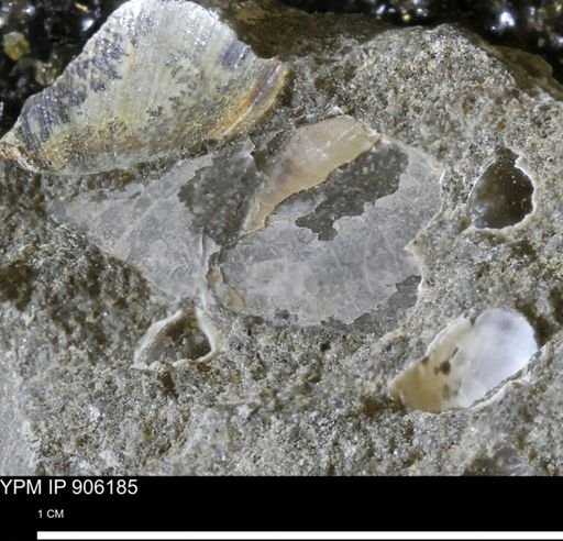 undet. Mollusca