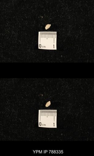 taxon undetermined