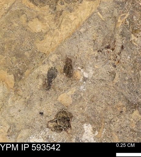 taxon undetermined