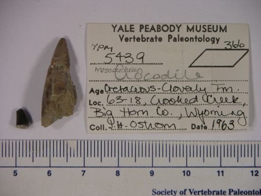 Mesosuchia