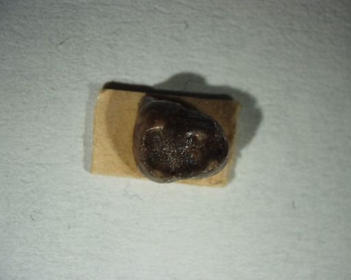Pseudotomus coloradensis