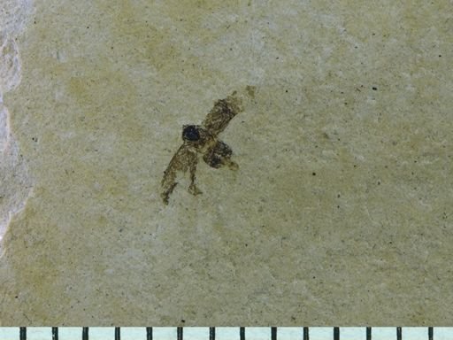 undet. Auchenorrhyncha
