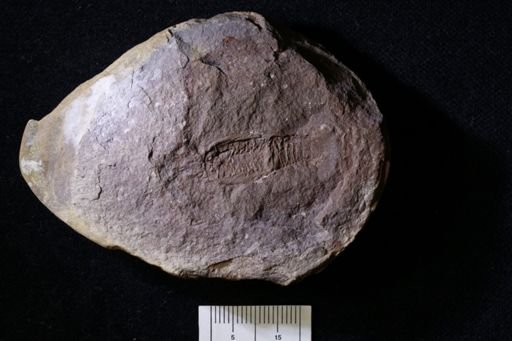 Pygocephalus gracilis