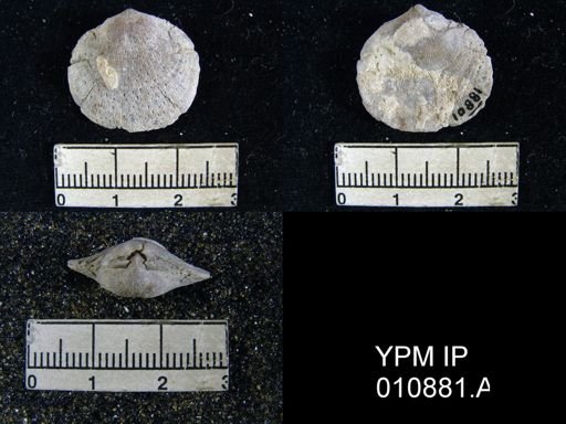 Rhipidomella hessensis