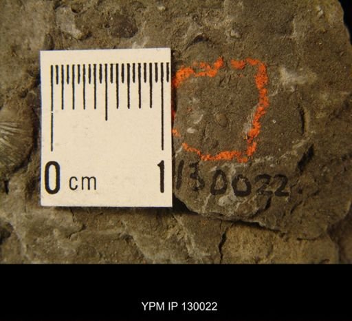 Ostracoda