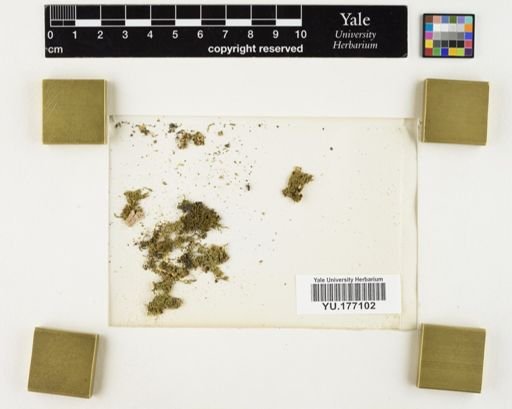 Plantae