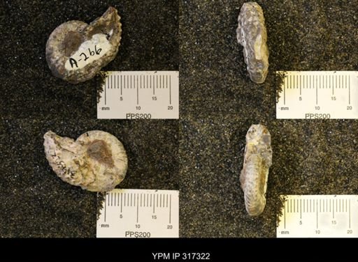 Discoscaphites