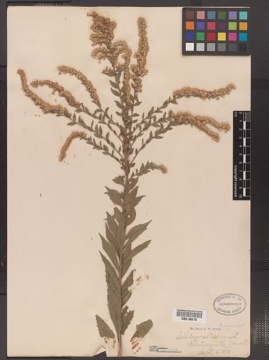 Solidago rugosa