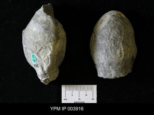 Billingsites newberryi