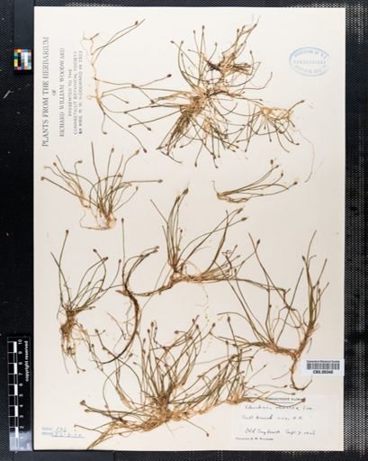Eleocharis olivacea