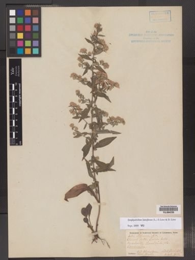 Symphyotrichum lateriflorum