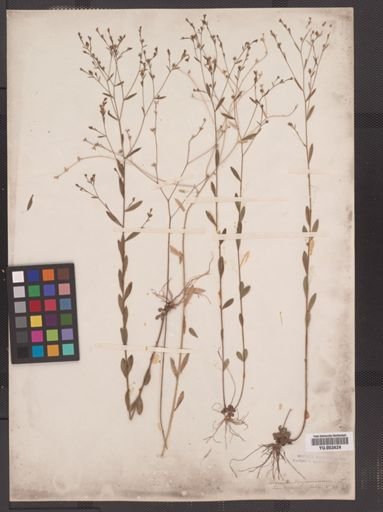 Linum virginianum