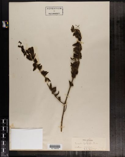 Plantae