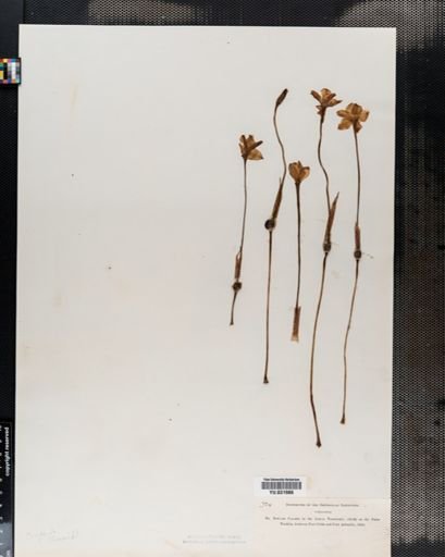 Zephyranthes