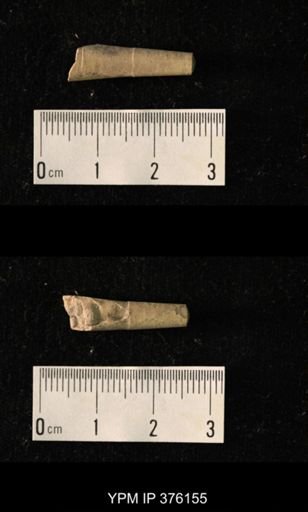 Pseudorthoceras knoxense