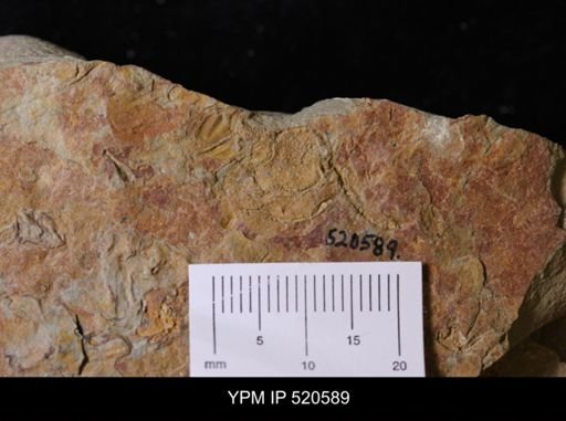 Chauvelicystis sp.