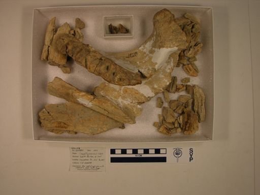 Ceratopsia