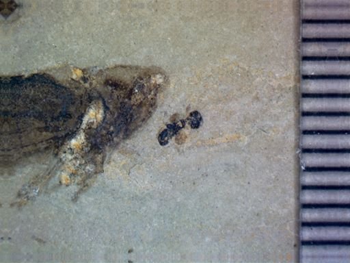 undet. Formicidae
