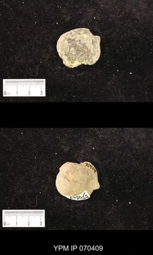 Heliolites nucella