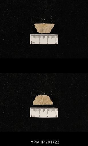 undet. Brachiopoda