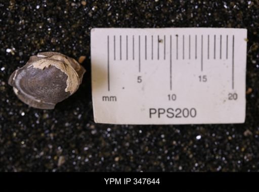 Limopsis striatopunctatus