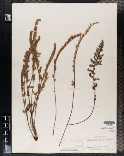 Cheilanthes