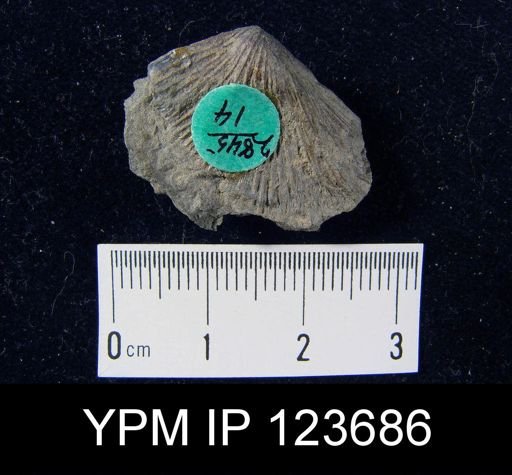 Stropheodonta schuchertana