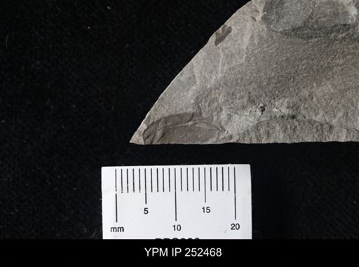 undet. Eurypterida