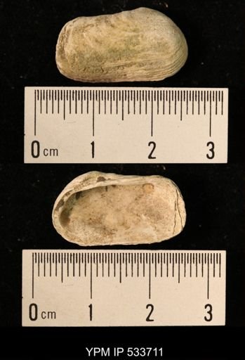 Yoldia arctica