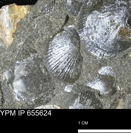 Oxytoma (Hypoxytoma) nebrascana