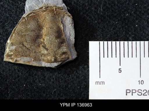 Ctenocephalus maltheus