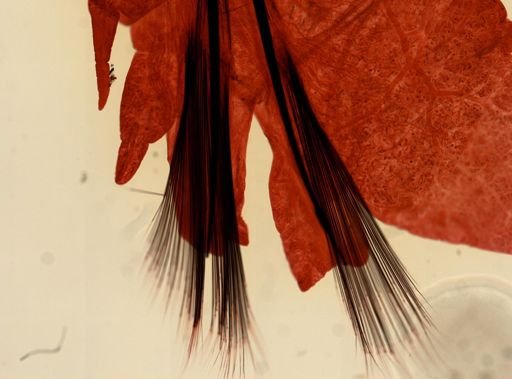 Alitta virens