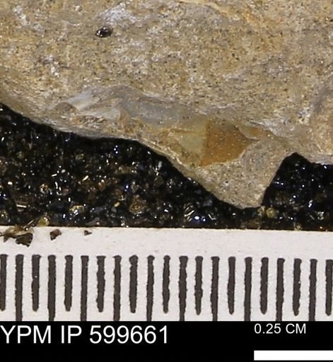 undet. Bivalvia