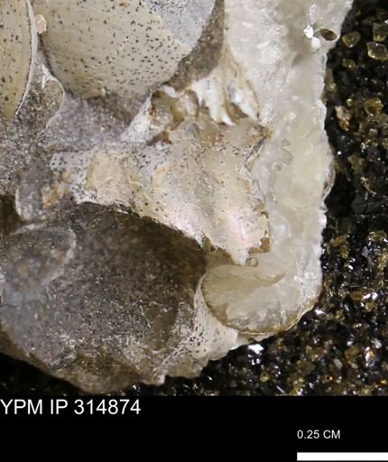 Discoscaphites