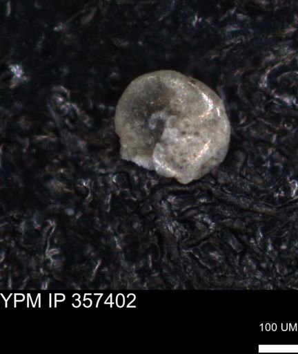 undet. Foraminiferida