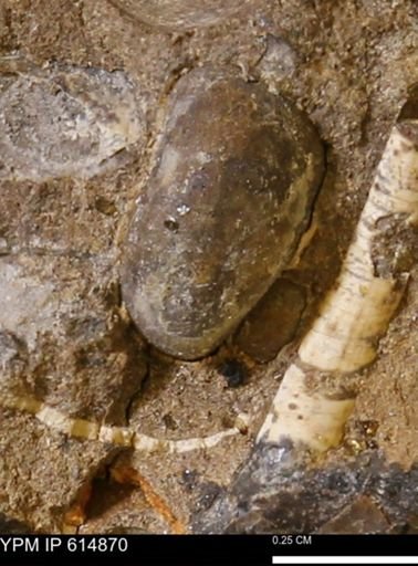 Gastropoda?; undet.