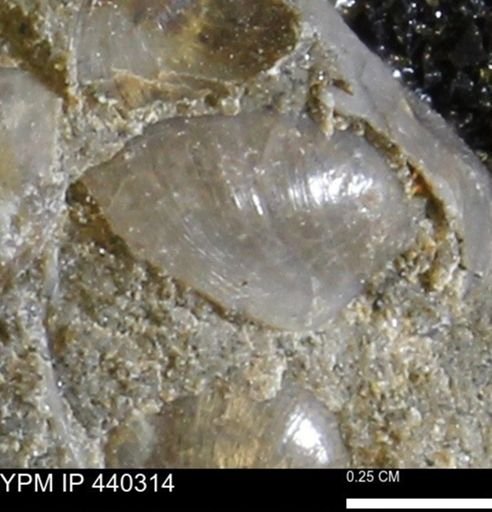 Protocardia subquadrata