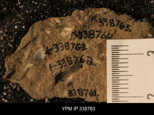 Protocardia subquadrata