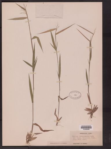 Panicum tennesseense