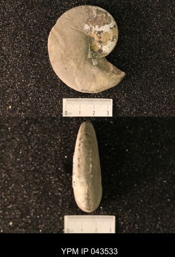Hoploscaphites nicolletii