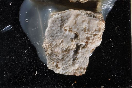 Micropora coriacea