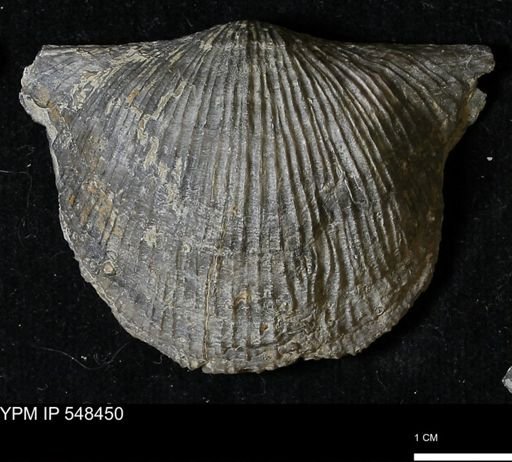 Stropheodonta kemperi