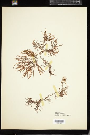 Sargassum