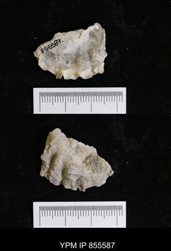 undet. Ostreidae