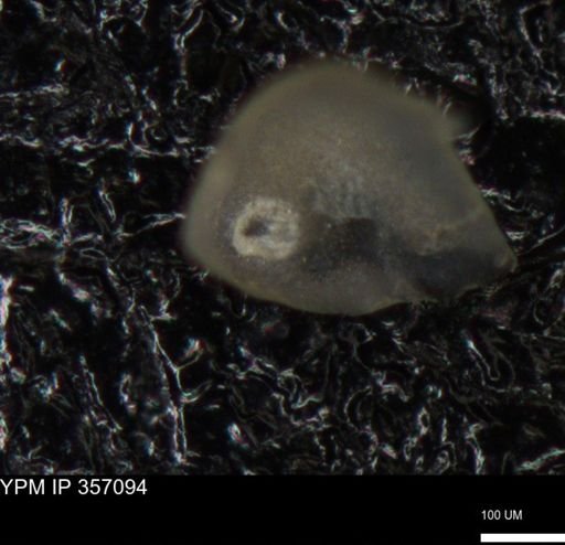 undet. Foraminiferida