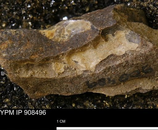 undet. Mollusca