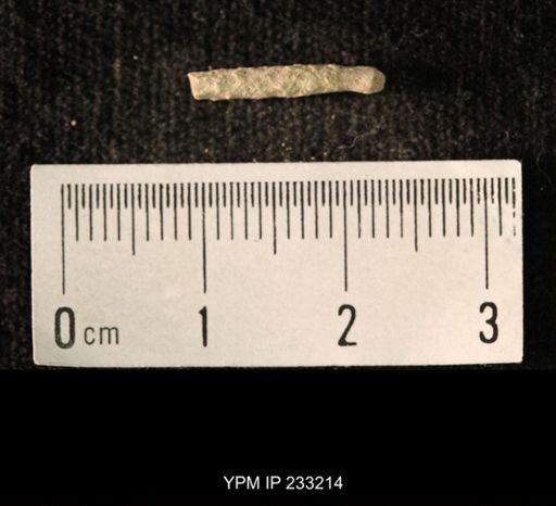 Archaeocidaris sp.