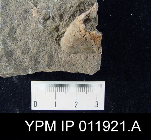Richthofenia permiana