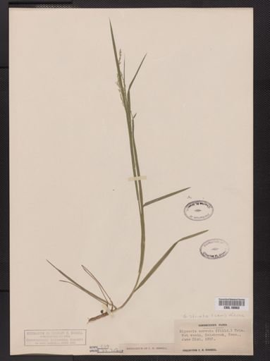 Glyceria striata
